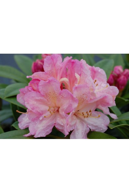 Рододендрон Percy Wiseman 